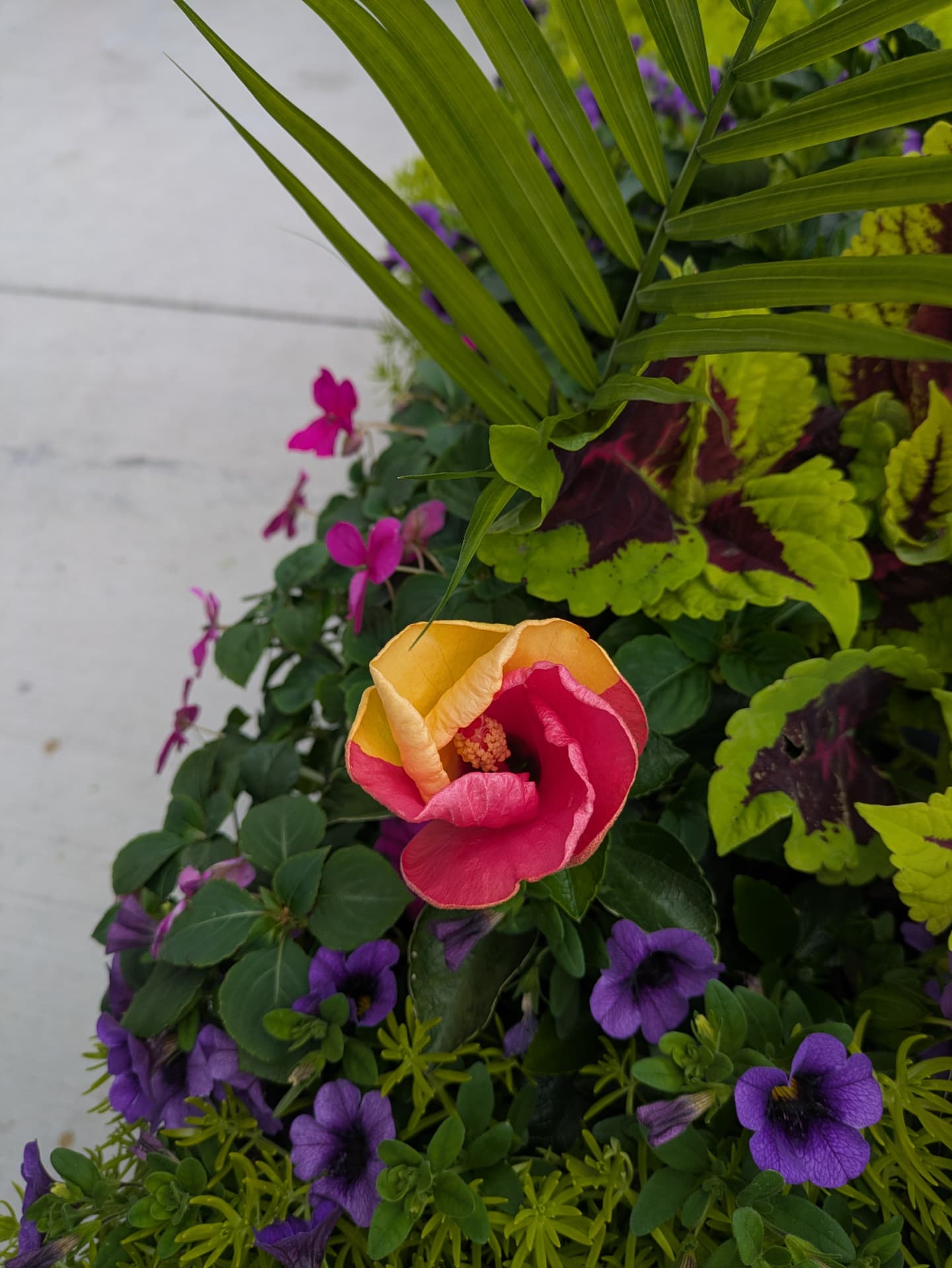 Hibiscus flower among green foliage