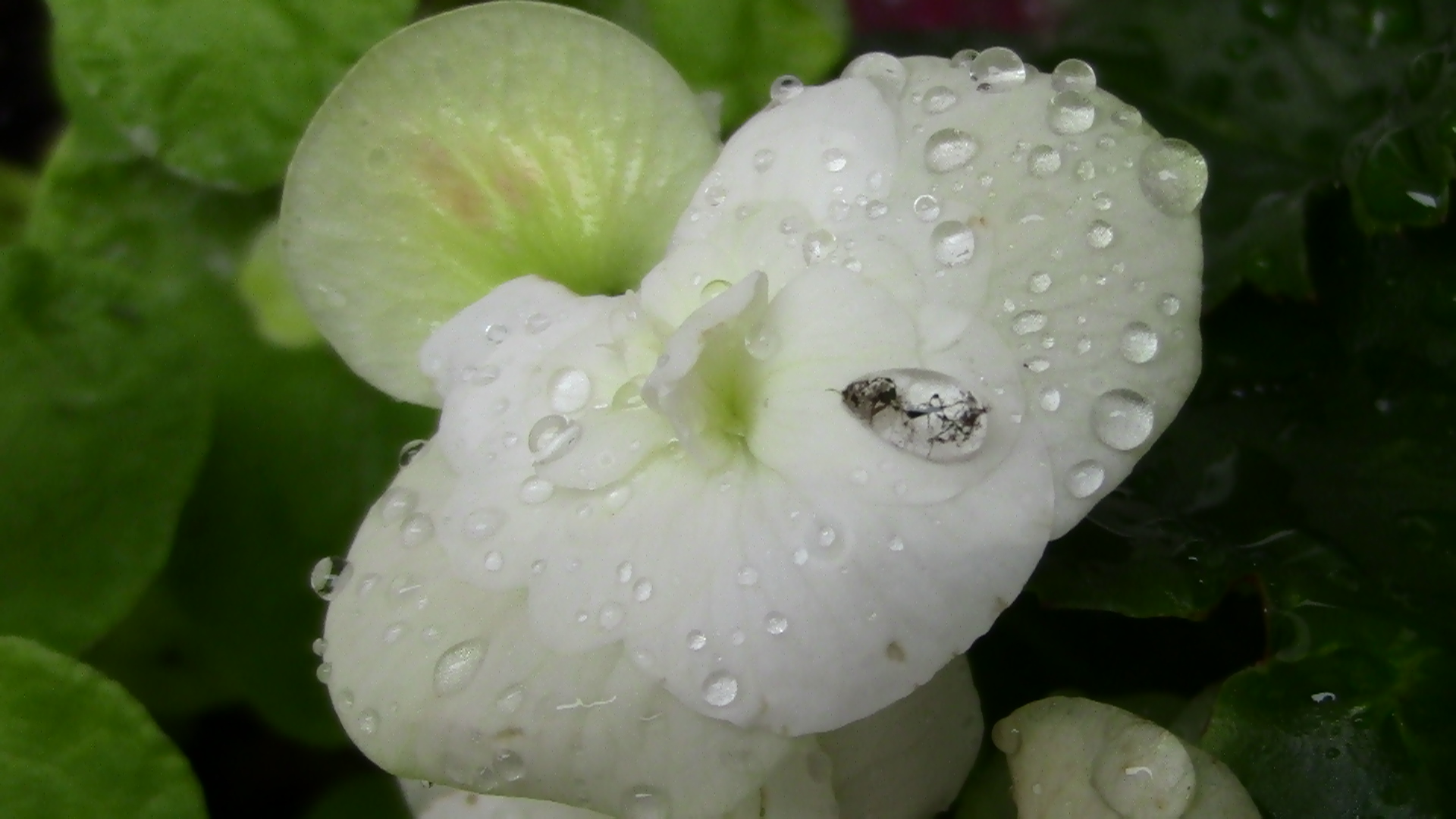 Placenta eterna — a white flower with water droplets among green leaves